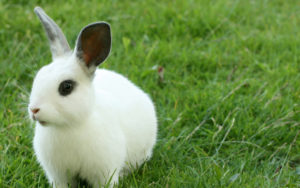 Cura dei conigli: i 10 errori più comuni!