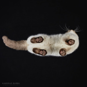 Andrius Burba e le sue foto di gatti dal basso