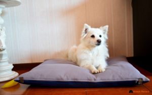 Recensione: un cuscino per cani d'ispirazione giapponese!