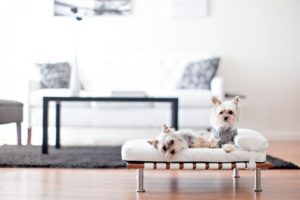 Ispirazioni di stile | Arredare in bianco per cani e gatti