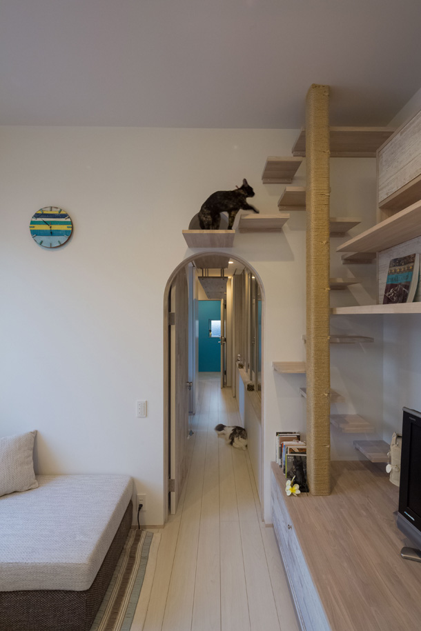 Casa a misura di gatto: come organizzare ogni stanza e fare felice